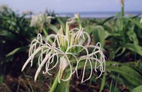 宮崎県の花 はまゆう 宮崎第一ホテル